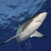 shark_silky_far_jar_v_0382_cub5455.jpg